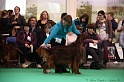 Crufts2011 745